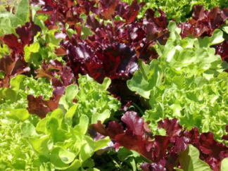Green & Red Lettuce mix