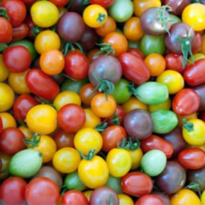 Cherry tomatoes shop pic 1